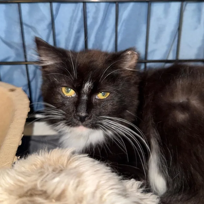 A baby small-sized female Domestic Medium Hair cat named Riley for adoption in Spokane, WA