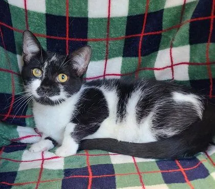A young small-sized female Black & White / Tuxedo Domestic Short Hair cat named 7120 (Jesse) for adoption in Lake City, MI