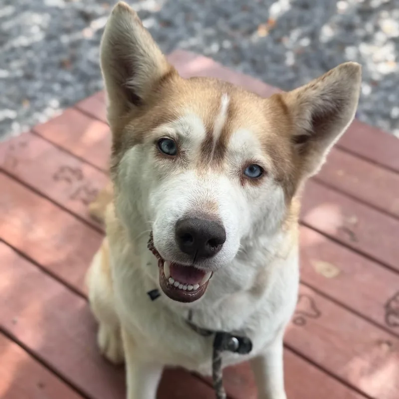 An adult medium-sized female Yellow / Tan / Blond / Fawn Mixed Breed dog named Granite for adoption in Asheville, NC