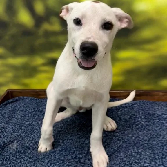 A young medium-sized male White / Cream Mixed Breed dog named Presley for adoption in Auburn, NH