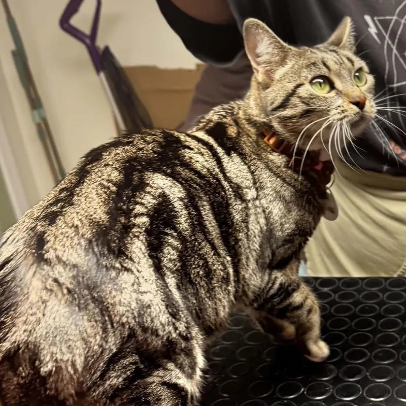 An adult small-sized female Brown / Chocolate Domestic Short Hair cat named Panini for adoption in Winchester, VA