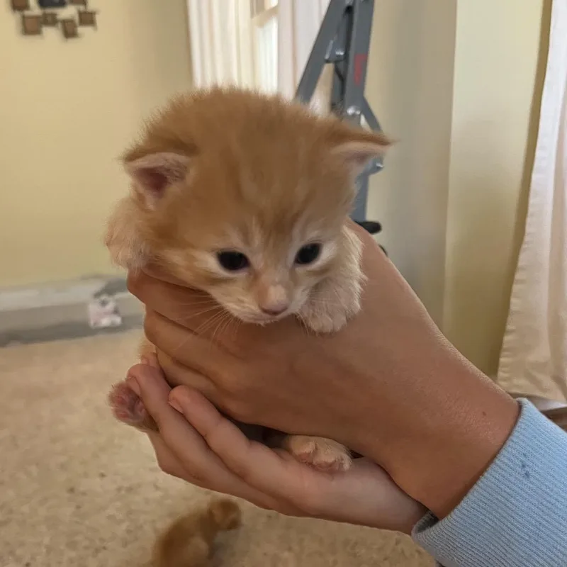 A baby small-sized female Orange / Red Domestic Short Hair cat named Macaron for adoption in Hamilton, GA