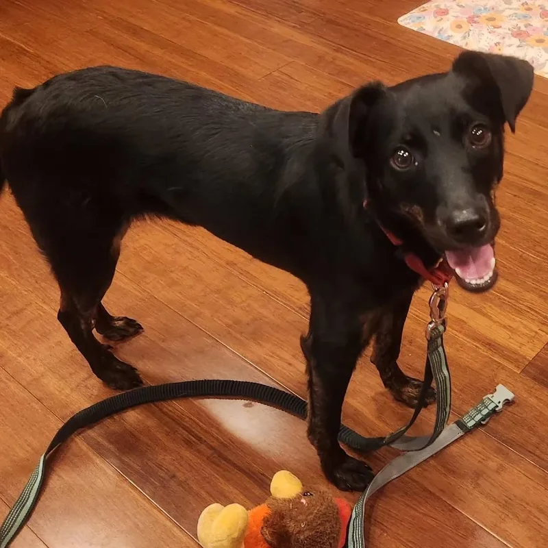 A young medium-sized male Black Mixed Breed dog named Bernie for adoption in Olathe, KS