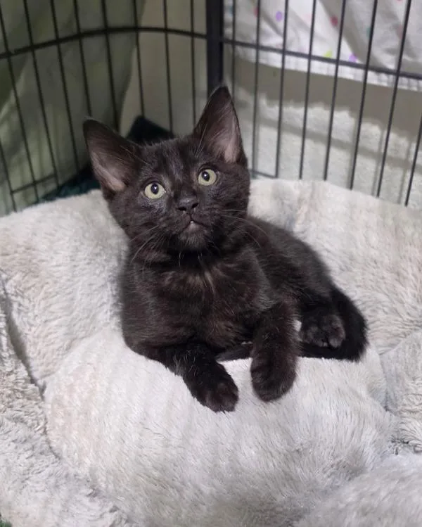 A baby small-sized male Domestic Short Hair cat named Macaw for adoption in Novato, CA