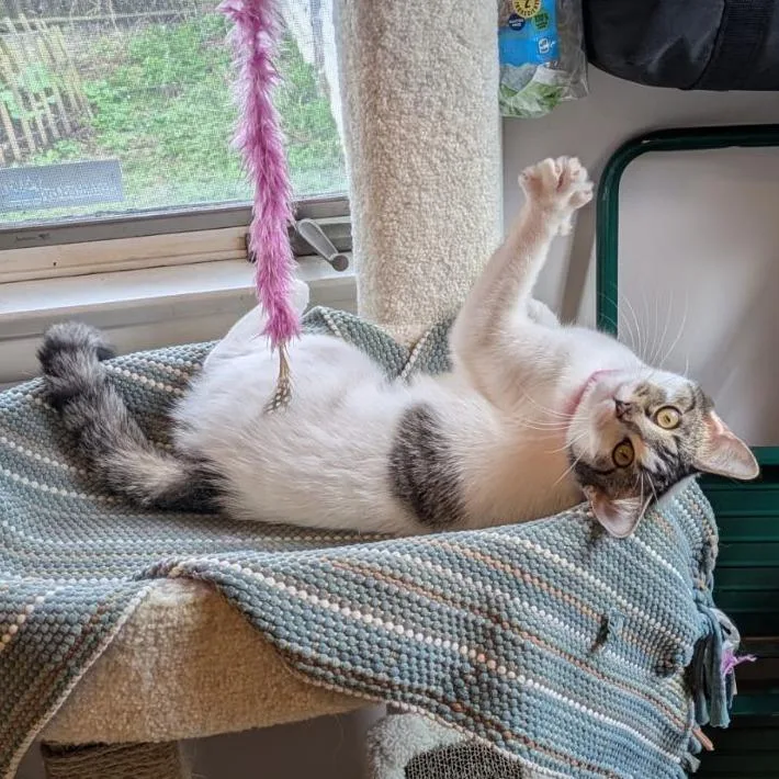 A young medium-sized female Brown / Chocolate Domestic Short Hair cat named Plum for adoption in Fairport, NY