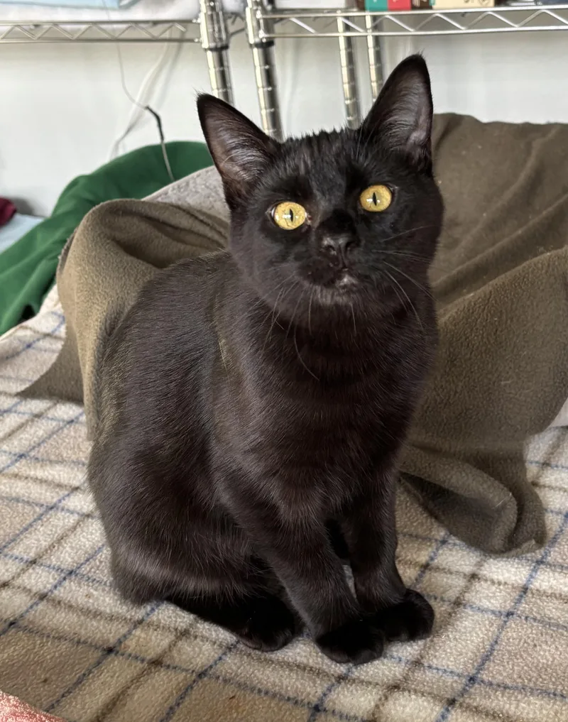 The Stubby Sisters thumbnail 3