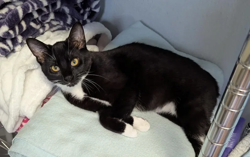 The Stubby Sisters thumbnail 4