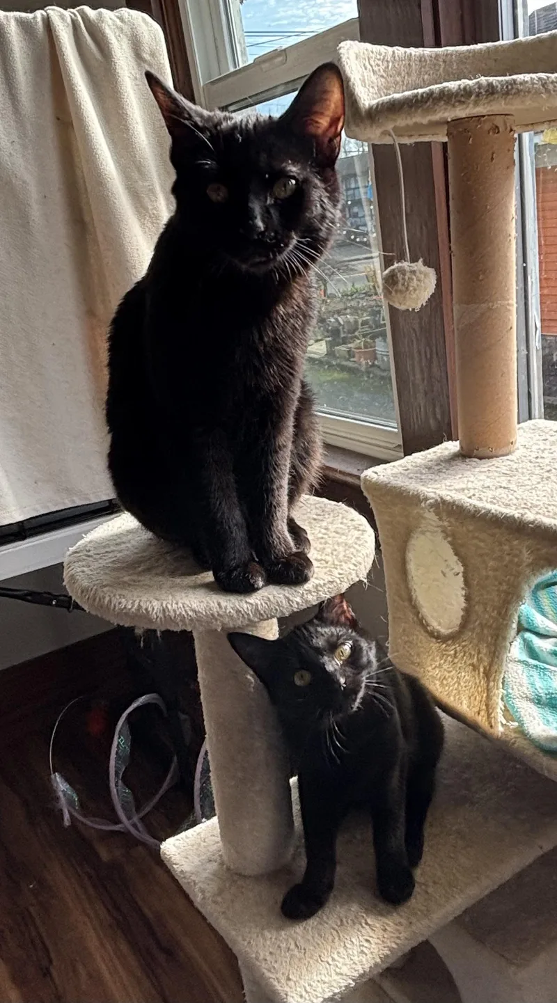 The Stubby Sisters thumbnail 5