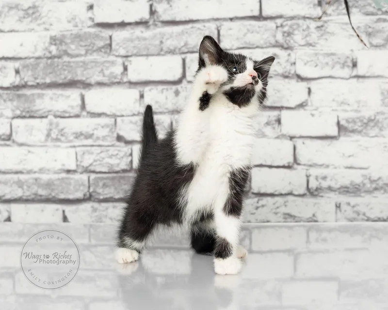 A baby medium-sized female Black & White / Tuxedo Domestic Short Hair cat named Licorice for adoption in Tuscaloosa, AL