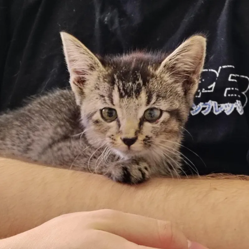 A young small-sized female Tabby (Brown / Chocolate) Domestic Short Hair cat named Gravel for adoption in Indiana, PA