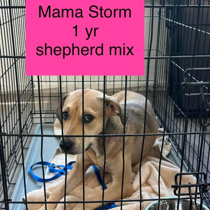 Momma Storm thumbnail 2