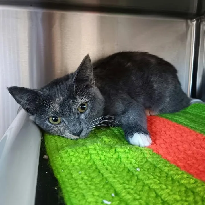 A baby small-sized female Tortoiseshell Domestic Short Hair cat named Manifest for adoption in Winthrop, ME