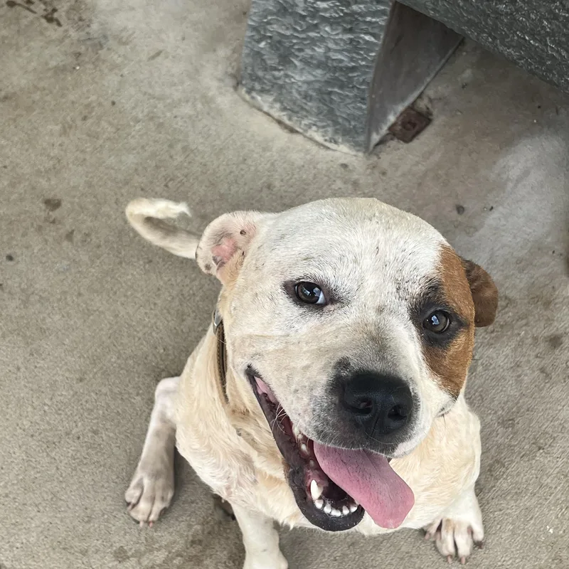 An adult medium-sized female Bicolor Mixed Breed dog named Lady for adoption in Pomeroy, OH