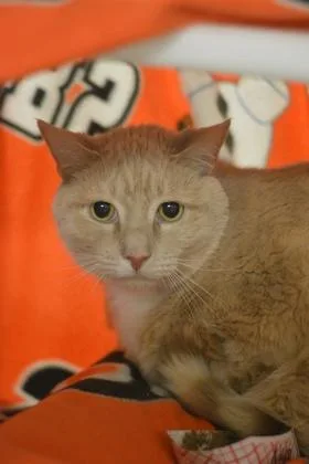 An adult small-sized male Domestic Short Hair cat named Noah for adoption in Fallston, MD