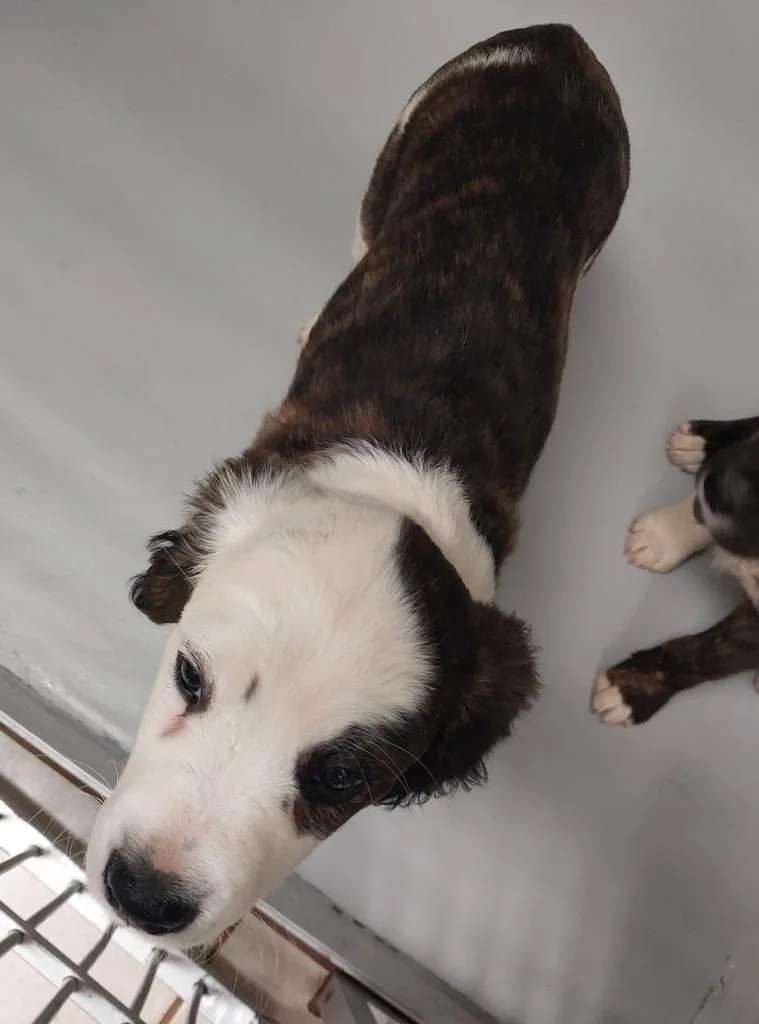 A baby small-sized male Terrier dog named Merry for adoption in Mocksville, NC
