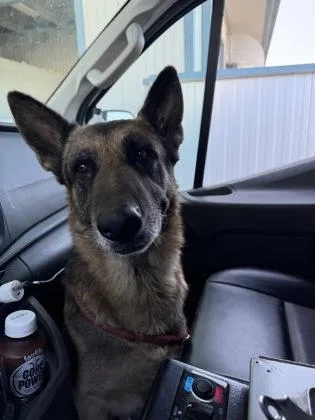A senior large-sized male German Shepherd Dog dog named Loki for adoption in Fresno, CA