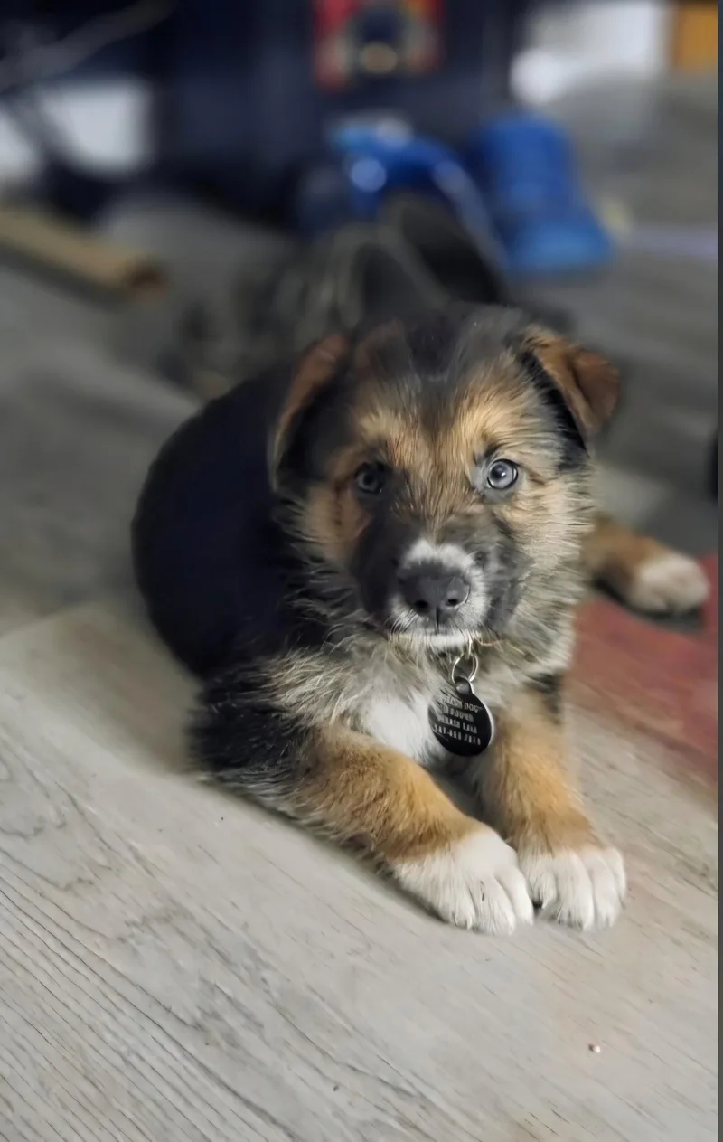 A baby medium-sized male German Shepherd Dog dog named Lieutenant for adoption in Royal Palm Beach, FL