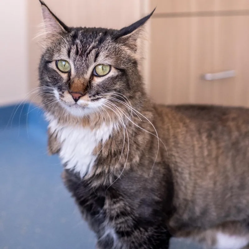 An adult large-sized male Brown / Chocolate Domestic Medium Hair cat named Bootz With The Furr for adoption in Inver Grove Heights, MN