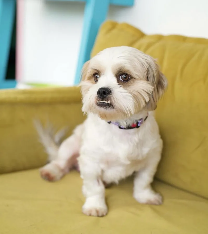 An adult small-sized male Shih Tzu dog named Knuckles for adoption in Pasadena, CA