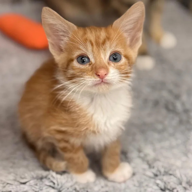 A baby small-sized male Domestic Short Hair cat named Doughboy for adoption in Cumming, GA