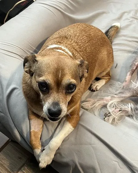 An adult medium-sized female Chihuahua dog named Poppie for adoption in Osteen, FL