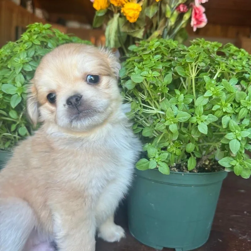 A baby small-sized male Apricot / Beige Spaniel dog named Puff for adoption in Seal Beach, CA