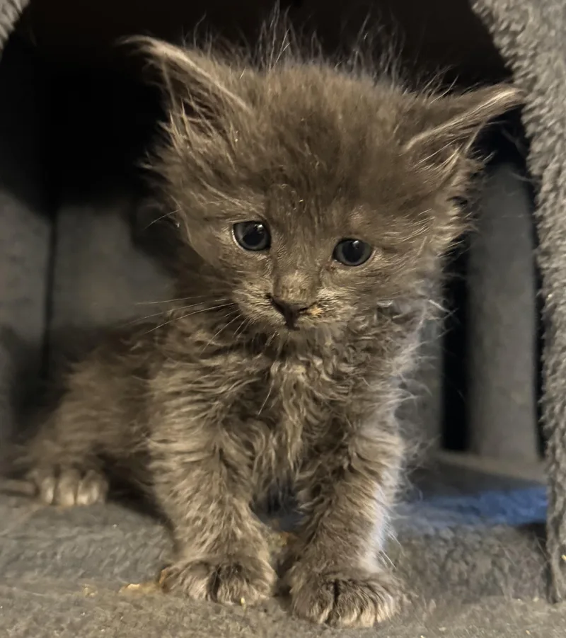 A baby medium-sized female Gray / Blue / Silver Domestic Short Hair cat named Bugsy for adoption in Fruit Heights, UT