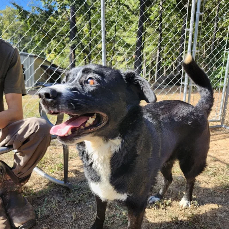 An adult medium-sized male Black Labrador Retriever dog named Wally for adoption in Chicopee, MA