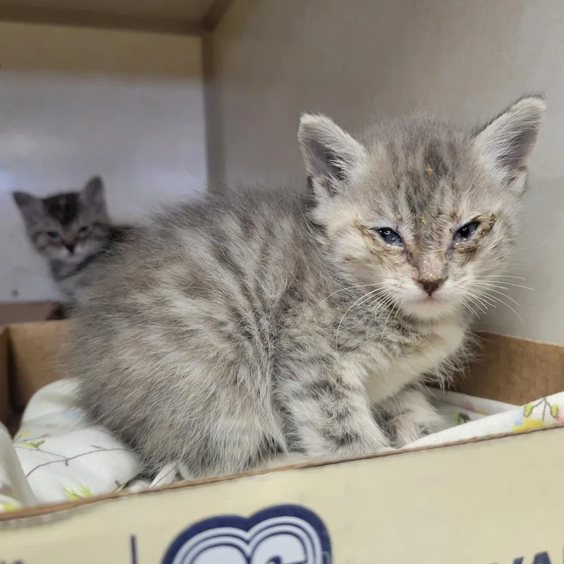 A baby small-sized female Gray / Blue / Silver Domestic Short Hair cat named Sunny for adoption in Westminster, CA