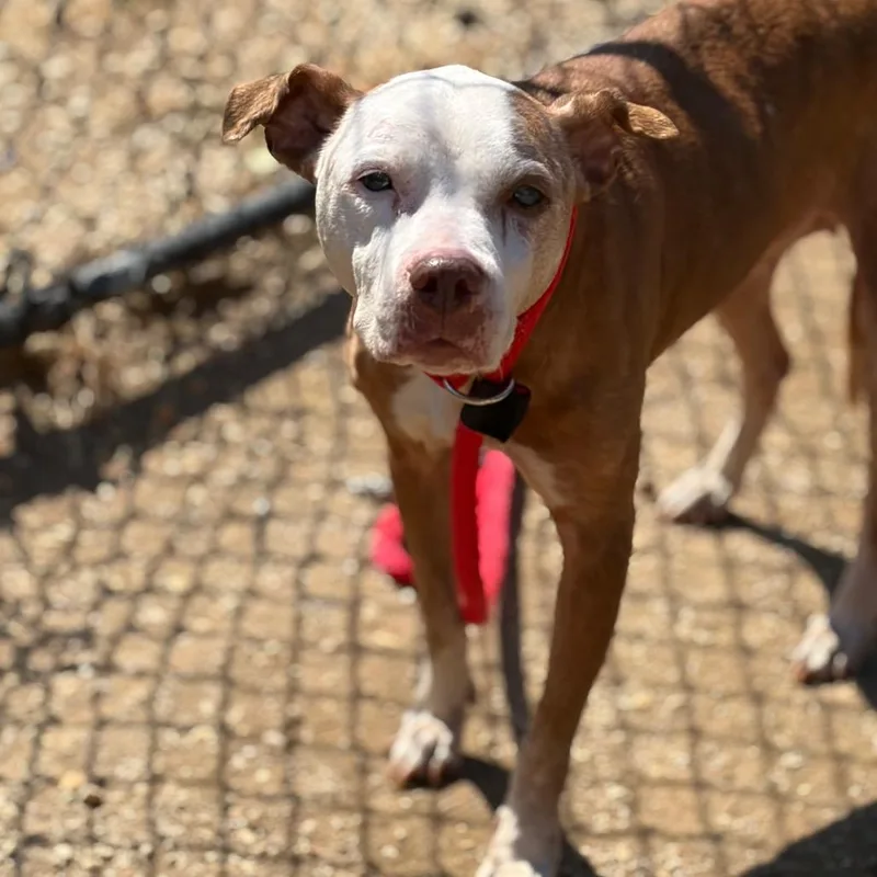 A senior medium-sized female Yellow / Tan / Blond / Fawn Pit Bull Terrier dog named Petulia for adoption in Philadelphia, PA