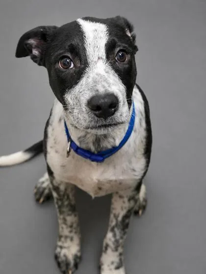 A young medium-sized male Australian Cattle Dog / Blue Heeler dog named Milo for adoption in Bowling Green, KY