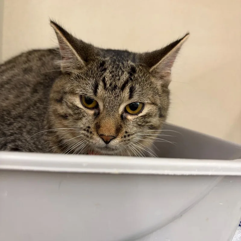 A young small-sized female Brown / Chocolate Domestic Short Hair cat named Dorothy for adoption in Hamburg, NY