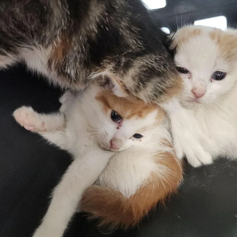 A young small-sized male White Domestic Short Hair cat named Simba for adoption in Kingman, AZ