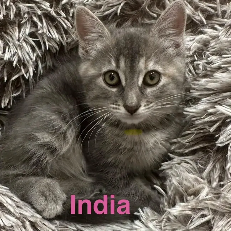 A baby large-sized female Tabby (Gray / Blue / Silver) Domestic Short Hair cat named India for adoption in HANSON, MA