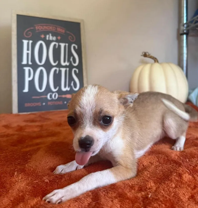 A baby small-sized female Chihuahua dog named Dotty for adoption in Groveland, MA