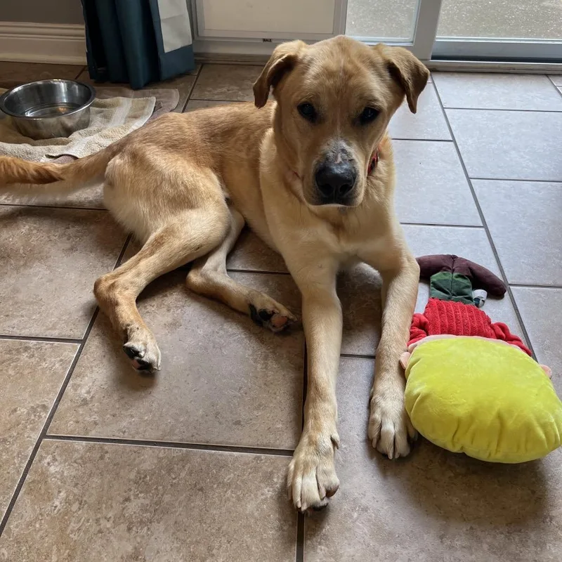 An adult medium-sized male Yellow / Tan / Blond / Fawn Labrador Retriever dog named Blooper for adoption in Nashville, TN