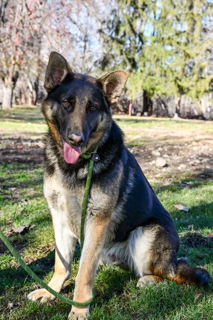 An adult large-sized male German Shepherd Dog dog named Adam for adoption in Yakima, WA