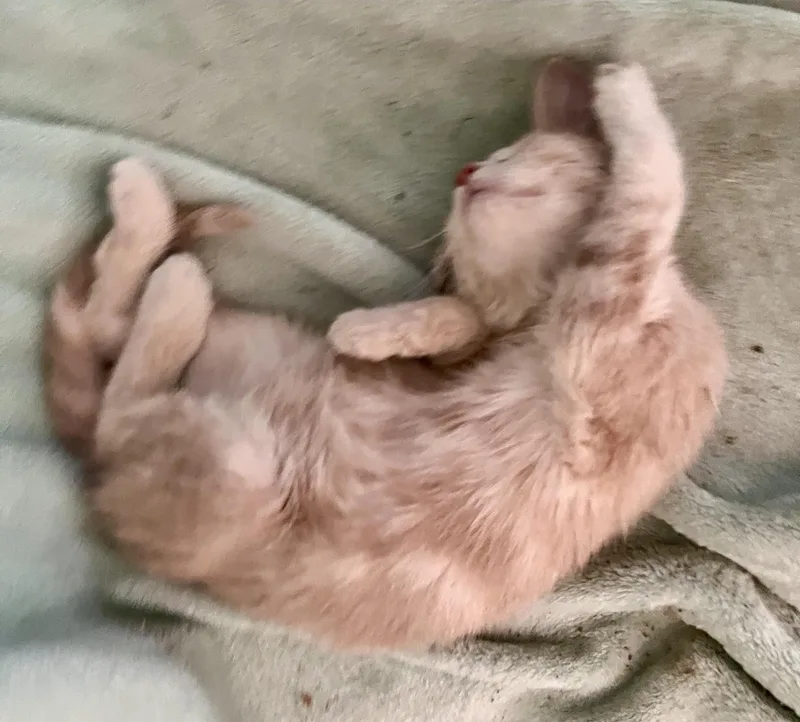 A baby small-sized male Tabby (Buff / Tan / Fawn) Domestic Medium Hair cat named Dough for adoption in Indianapolis, IN