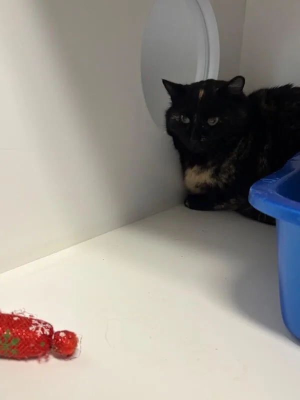 An adult medium-sized female Black Domestic Short Hair cat named Bubly for adoption in Fort Collins, CO