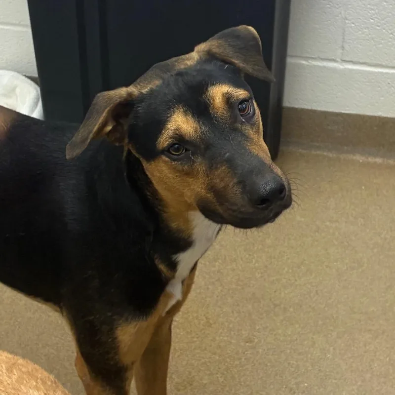 An adult small-sized male Black Terrier dog named Pepa for adoption in Corpus Christi, TX