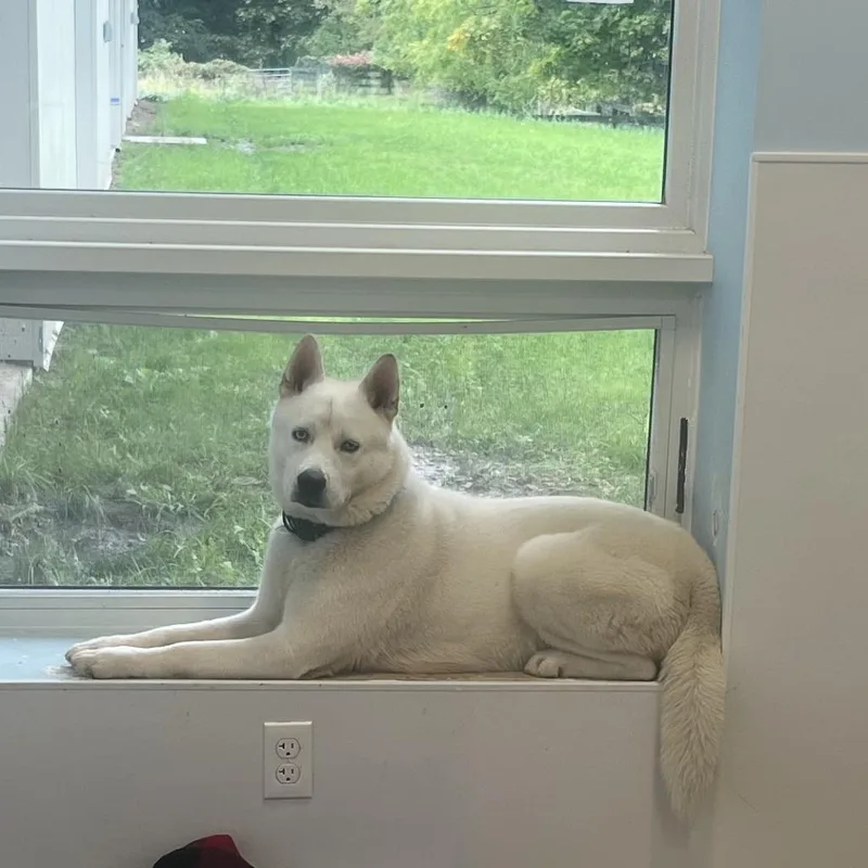 An adult medium-sized male Husky dog named Harvey for adoption in Middletown, NY