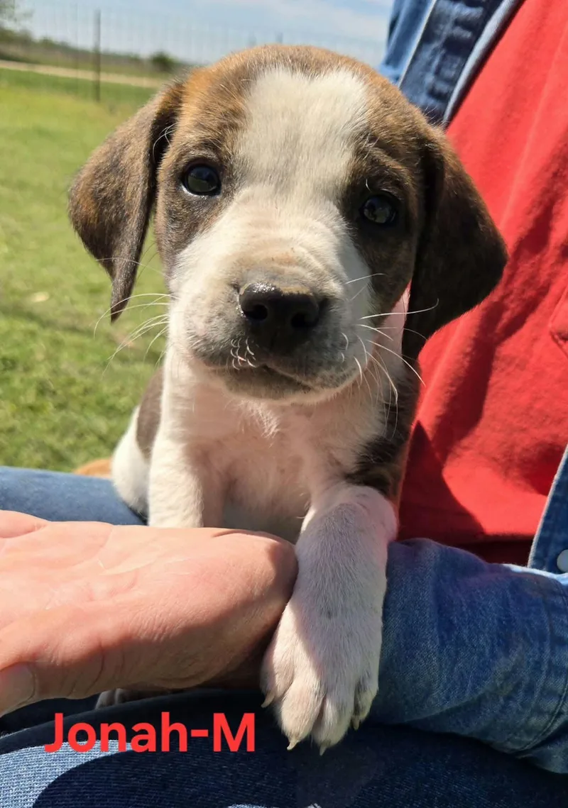 A baby medium-sized male Cattle Dog dog named Jonah for adoption in Palos Heights, IL
