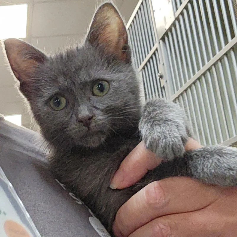 A baby small-sized male Gray / Blue / Silver Domestic Short Hair cat named Rocky for adoption in Grand Rapids, MI