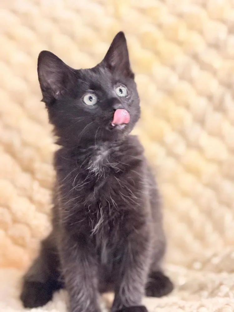 A baby medium-sized male Black Domestic Short Hair cat named Rozanov for adoption in Oceanside, CA