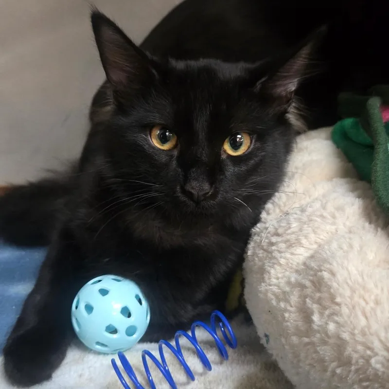 A baby small-sized male Black Domestic Medium Hair cat named Marcus for adoption in San Jacinto, CA
