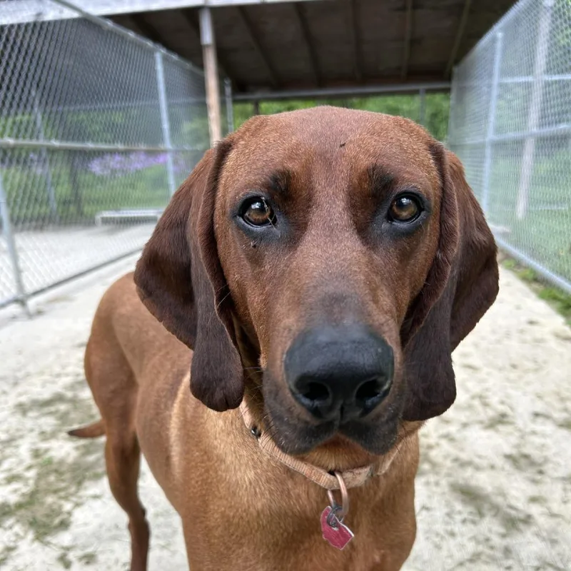 An adult large-sized male Red / Chestnut / Orange Redbone Coonhound dog named Doc for adoption in Delaware, OH
