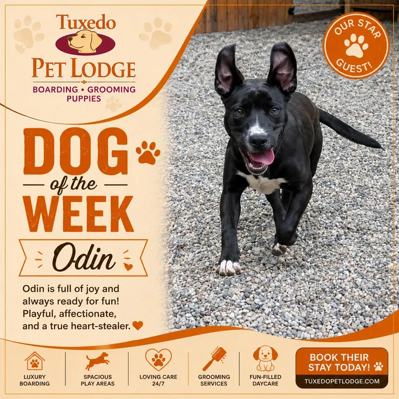 An adult medium-sized male American Staffordshire Terrier dog named Odin for adoption in Central Valley, NY