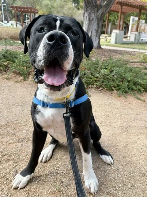 An adult large-sized male Great Dane dog named Biggie for adoption in Santa Barbara, CA