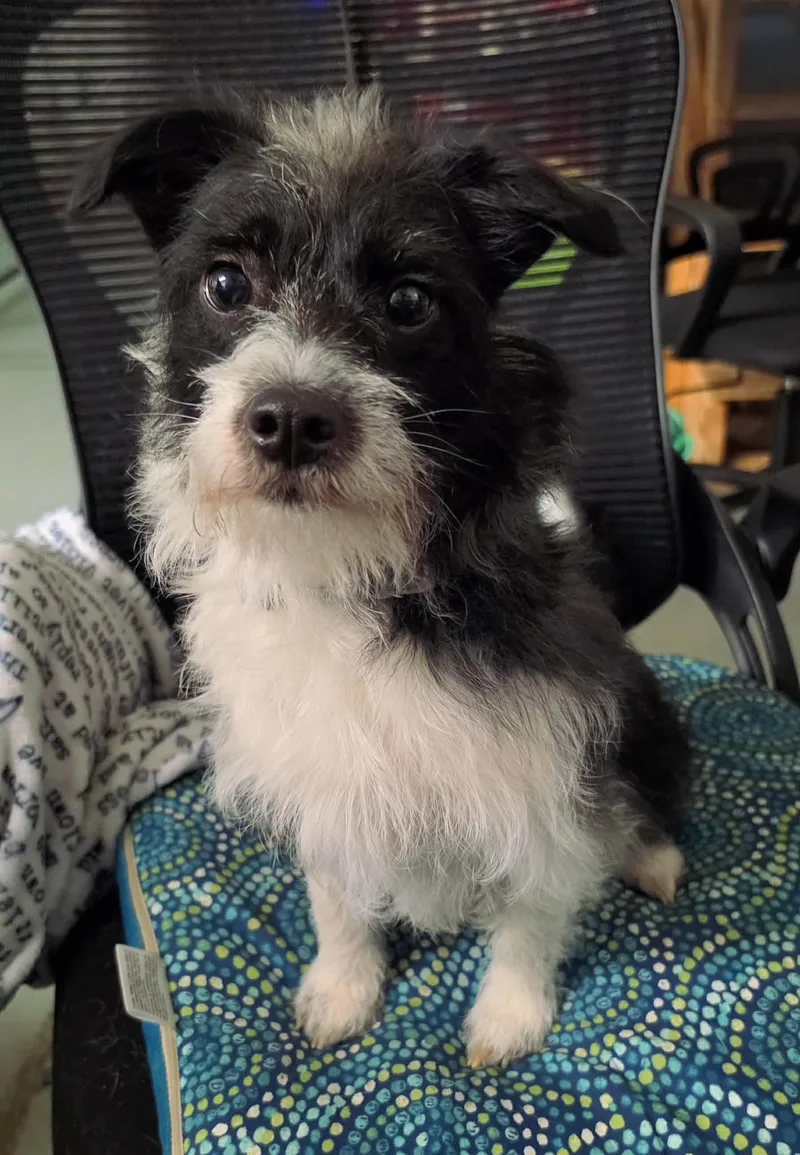 An adult small-sized female Yorkshire Terrier dog named Luna for adoption in Anchorage, AK