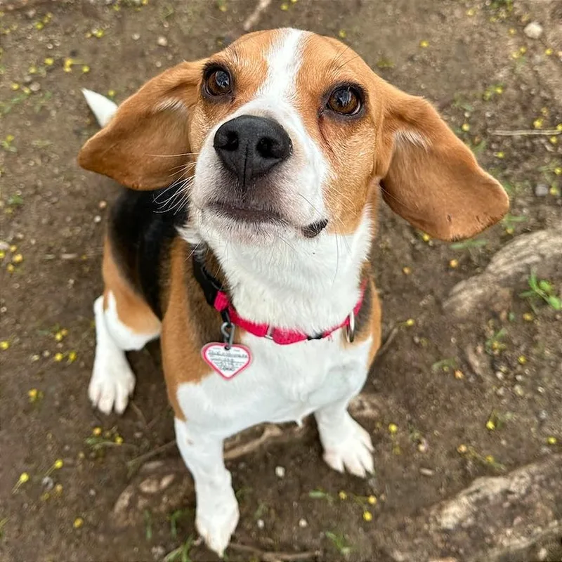 An adult small-sized male Brown / Chocolate Beagle dog named Loki for adoption in Springfield, MA